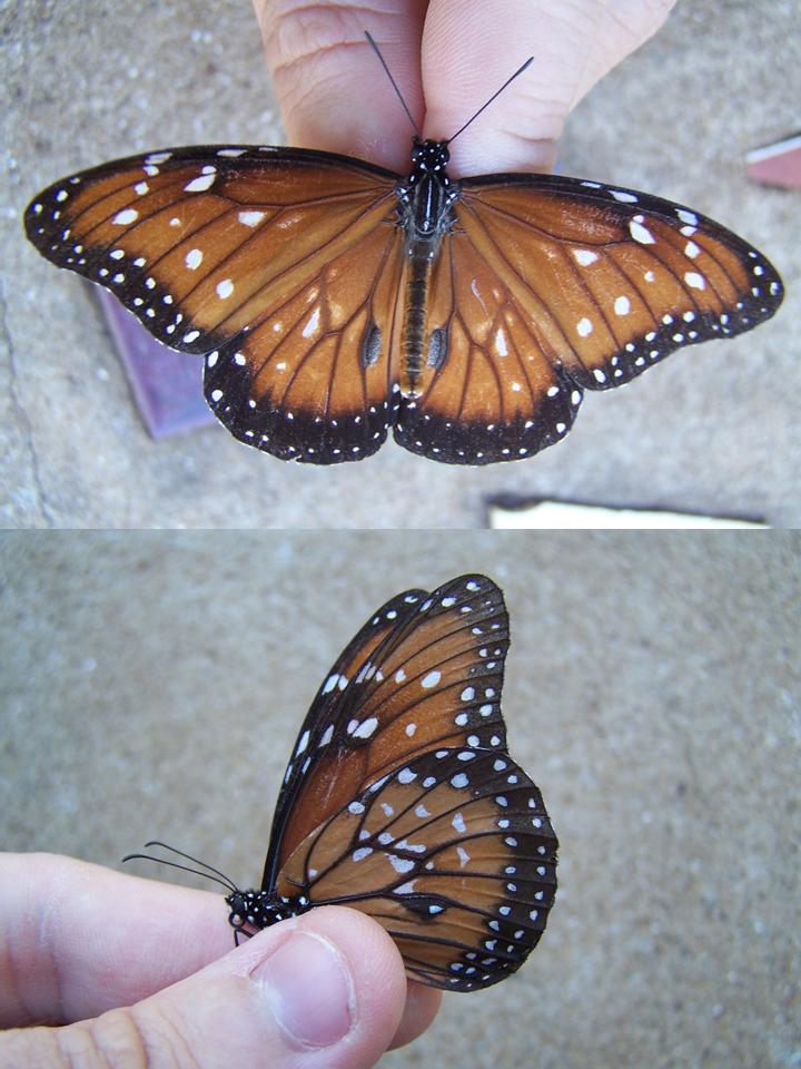 FIGURE 1a FIGURE 1a